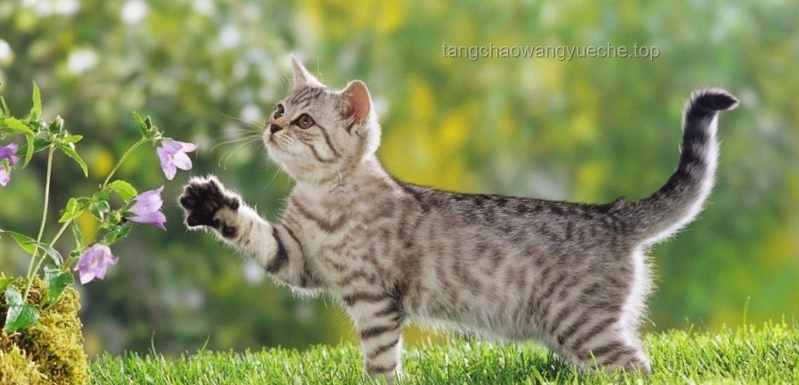 猫咪异食行为洞察：从舔仙人球现象看宠物健康与产业趋势